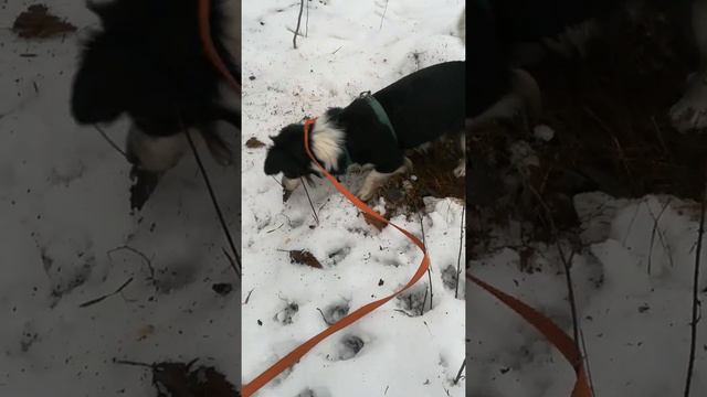 Зимние забавы - 1. Кто же там живёт под снегом?!