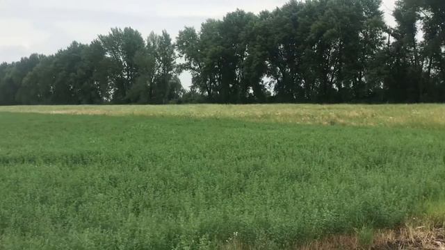 Краснодарский край ,Динской р-не ,Посёлок Агрном .Целая Нарезка участков 🔥Цена 100 тыс сотка 💸 смотреть онлайн