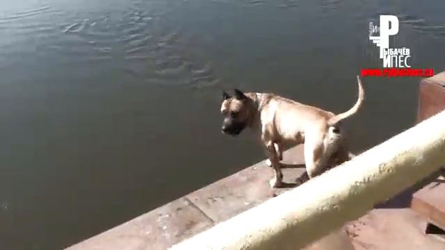 Самая умная собака в Мире! смотреть онлайн