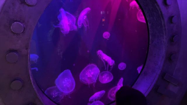 SEA LIFE Aquarium Carlsbad FULL TOUR | LEGOLAND California 2022 смотреть онлайн