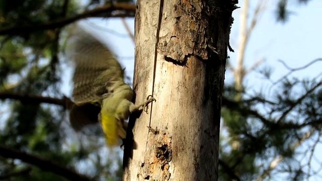 Дятел ищет насекомых на деревьях, Седой Дятел смотреть онлайн