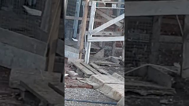 Голуби и хищник, спорный вопрос. смотреть онлайн