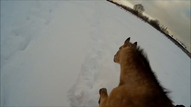 Удивительный конь смотреть онлайн