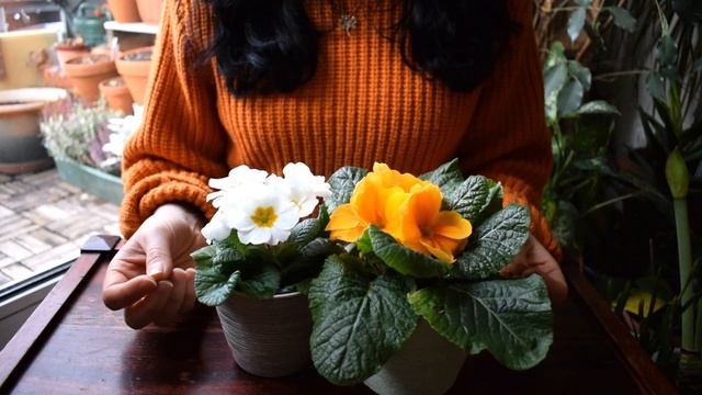 How To Make Primroses Bloom Longer When Grown Indoors ? Balconia Garden