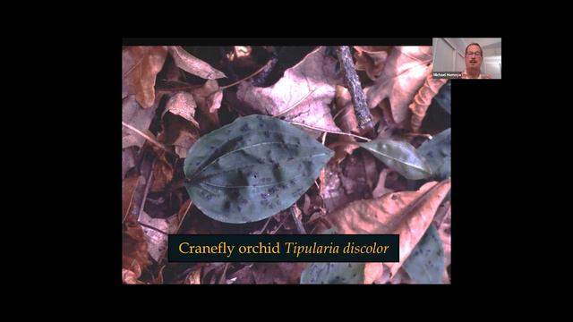 "Indiana's Native Orchids" webinar with Michael Homoya смотреть онлайн