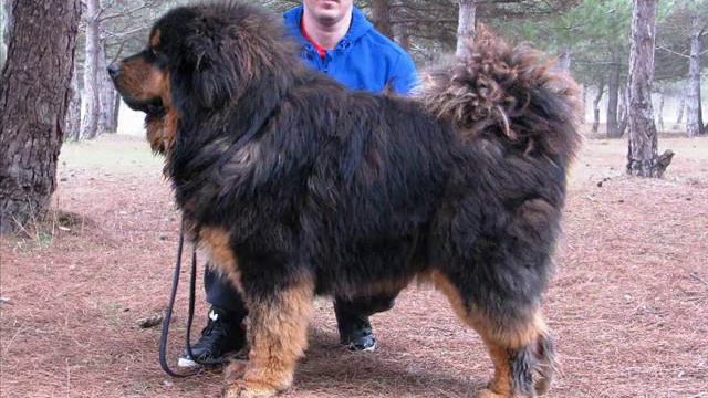 Веймин, 2года