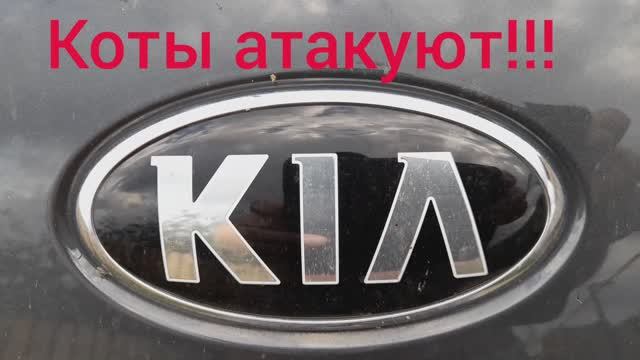 Кошки лезут под капот? Проблема решена !!!