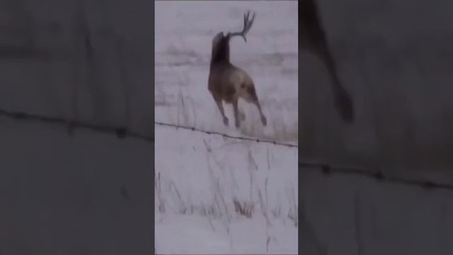 Как олень сбрасывает рога ? #animal #животные # олень #deer #deerhunting смотреть онлайн