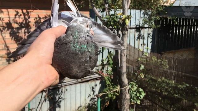 Радужные Николаевские голуби. Самара 2021 смотреть онлайн