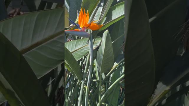 Bird of Paradise #birdofparadise #bird #birds #paradiseliving #birdwatching #birdwatch #spring смотреть онлайн