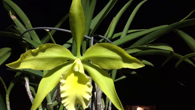 Blc. Everything nice 'Showtime' HCC/AOS смотреть онлайн