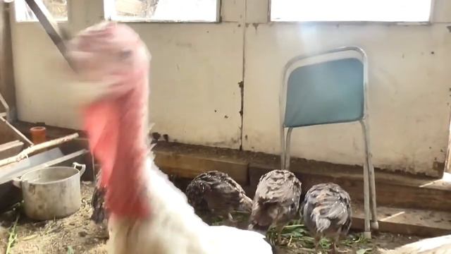 ВЛОГ Курицы нападают. Индюки кусают ))) смотреть онлайн