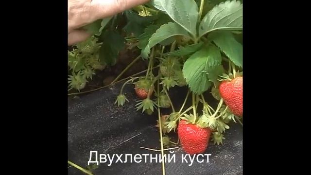 Сорт клубники Амарант - в поздние сроки урожайнее просто нет))) смотреть онлайн