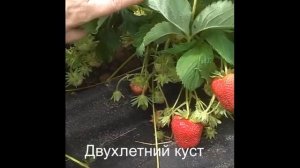 Сорт клубники Амарант -  в поздние сроки урожайнее просто нет)))