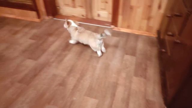 Щеночки ,бессонные ночки)) смотреть онлайн