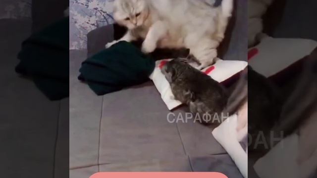 Ты че? смотреть онлайн