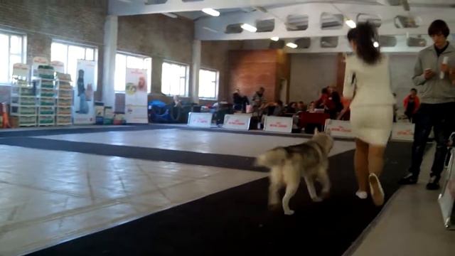 Выставка Тольятти 4.10.15 часть 2 смотреть онлайн