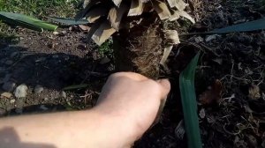 Как сделать из обычной юкки экзотическую пальму!
