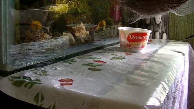 яванский мох - Vesicularia dubyana.живой домик смотреть онлайн