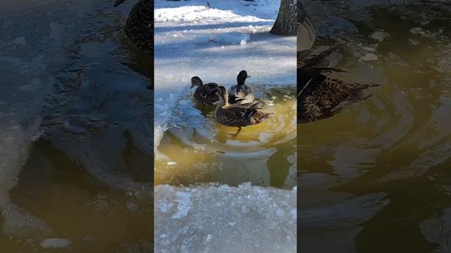 Прорубь на газоне! Утки на даче! смотреть онлайн