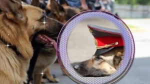 Красивое поздравление с Днем кинолога