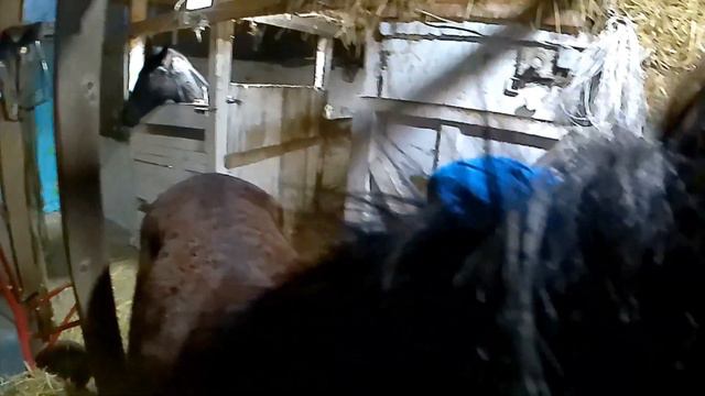 Смелый жеребёнок. Приехал ветеринар взять кровь. 9 01 24 смотреть онлайн