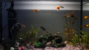 Аквариум 60 литров. Сколько и каких рыбок запускать.