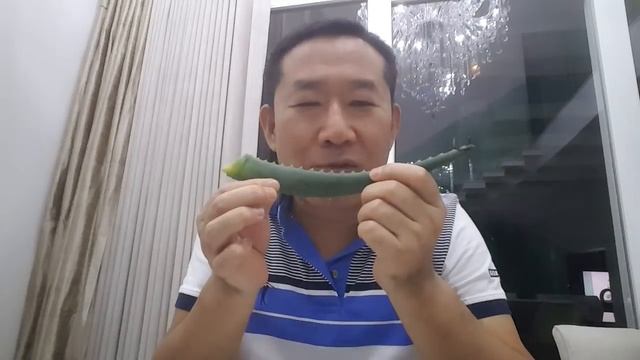 Qual a melhor BABOSA? Aloe arborescens ou Aloe barbadensis? смотреть онлайн