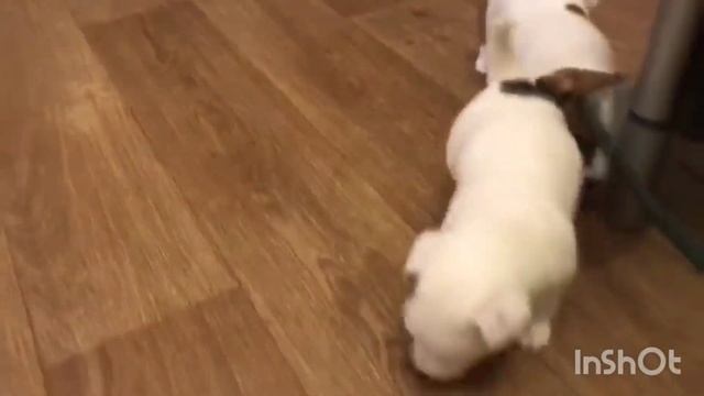 щенки Джек Рассел терьера, 27.10.2022 года рождения.