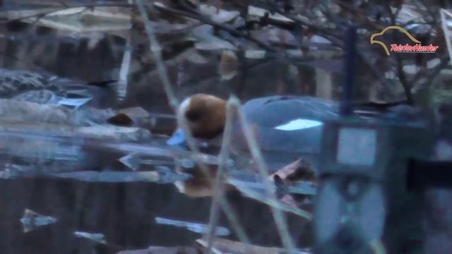 Просто свиязь (Anas penelope) смотреть онлайн