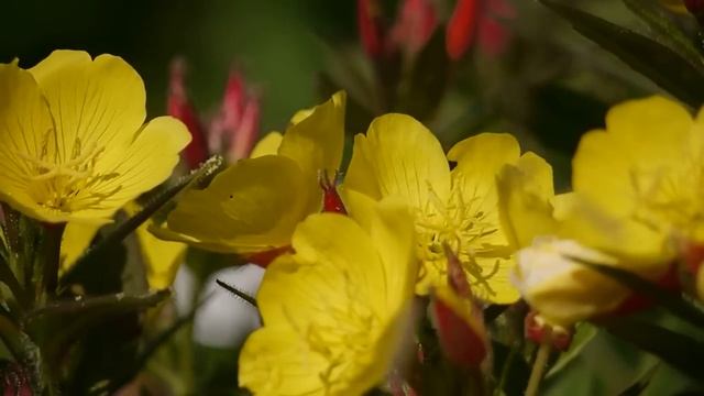 Panasonic Lumix DMC-G2 тест видеорежима / Panasonic Lumix DMC-G2 video test смотреть онлайн