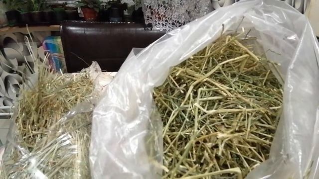 Как выбрать сено для шиншилл. смотреть онлайн