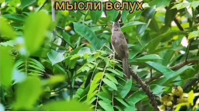 Самвел Ад за что уважать образину?Воевал бы полпомидора,тоже веселилась бы?Люблю людей,но их мало. смотреть онлайн