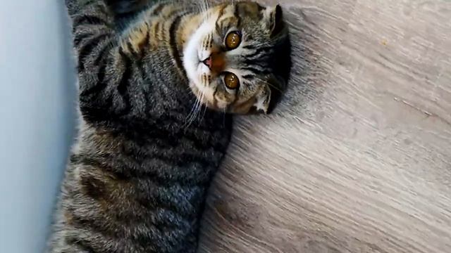 СУП ДРАКОНА ИЛИ КИТАЙСКАЯ ЕДА ДЛЯ ЖЕЛЕЙНОГО МЕДВЕДЯ ВАЛЕРЫ и ЖЕЛЕРЫ