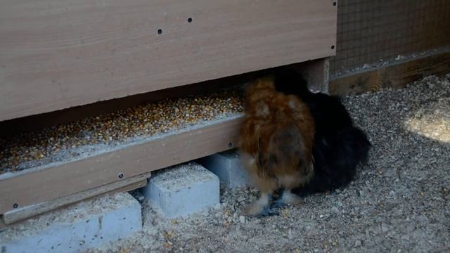 Куры Китайские пуховые Молодняк Мой птичий двор смотреть онлайн