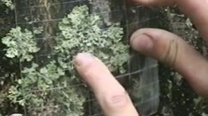 Оценка загрязнения воздуха методом лихеноиндикации