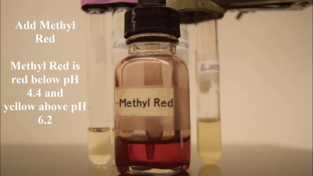 IMViC Time-lapse (Indole, MR-VP and Citrate) смотреть онлайн