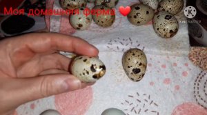 🔥🔥🔥90,9% оплода перепелиных яиц 🔥🔥🔥