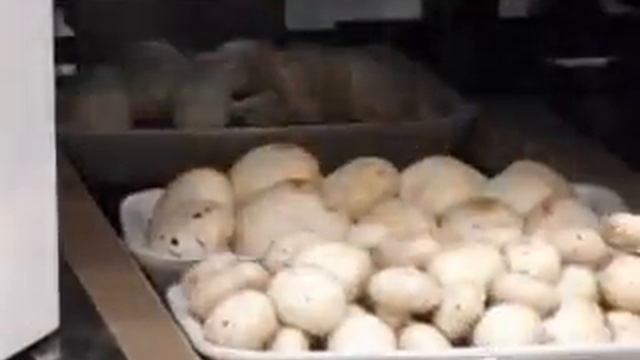 Stretch Mushrooms (544172).ASF