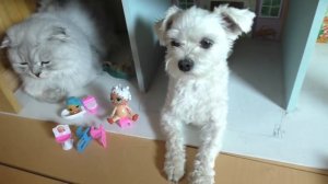 СТРОИМ БОЛЬШОЙ ДОМ ДЛЯ ВСЕХ КУКОЛ ЛОЛ НА ДАЧЕ! СЛАДУН, КЕВИН, БИЛЛИ И АРИЕЛА