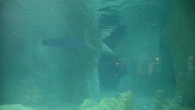 Белухи в океанариуме Валенсии смотреть онлайн