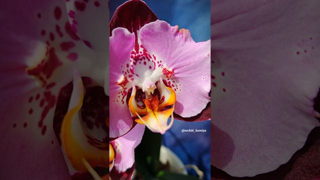Phal. Black Piano 🎹 Первое цветение яркой азиатской орхидеи бабочки Блэк Пьяно 🌸 Восторг, а не сор смотреть онлайн