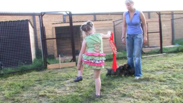 Щенки Испанского мастифа смотреть онлайн