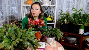 Декабрист НЕ цветет? Размножение декабриста. Выращивание и уход