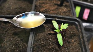 Рассада любит это средство. После пикировки приживается за 1 день. Как подкормить рассаду цирконом?