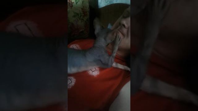 добрый и ласковый кот смотреть онлайн