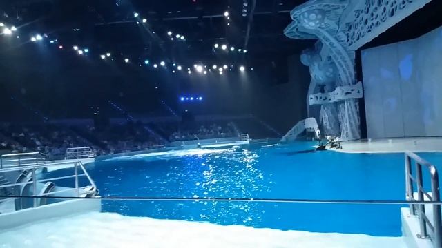 Москвариум. Представление с касатками. смотреть онлайн