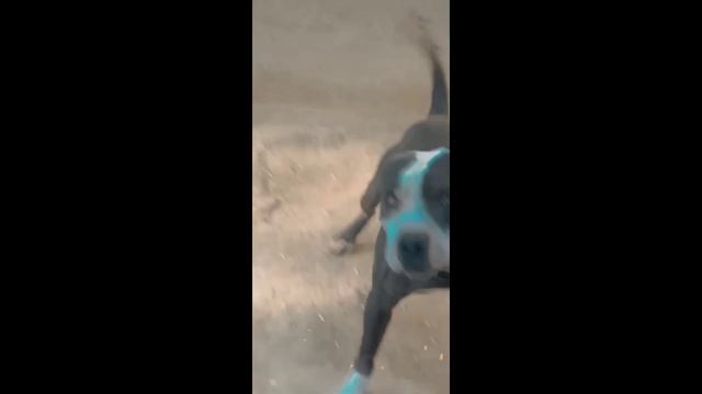 Pitbull dog for sale / cash on delivery not available смотреть онлайн