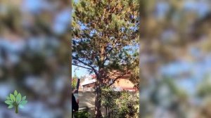 Как быстро почистить сосну от желтой хвои