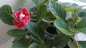 ПЕРВЫЙ СЕЯНЕЦ ГЛОКСИНИИ РАСЦВЕЛ. ГЛОКСИНИЯ ИЗ СЕМЯН